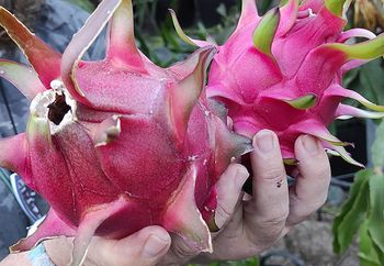 Pitaya Y Tropicales España S. L. fruta de pitaya